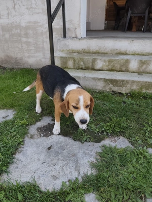 Donez femelă de Beagle rasă pură