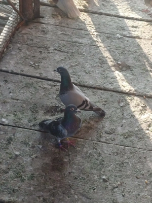 Vand  20 porumbei voiajori dacă se cumpăra toți fac preț bun