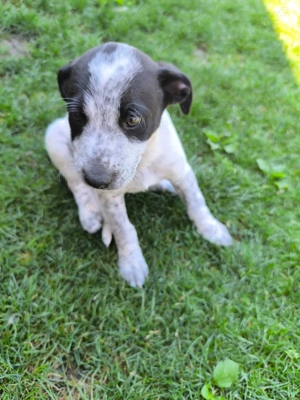 Dau spre adoptie catel - imagine 2