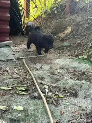 vand catelusi de intors oile !