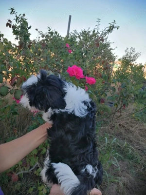 Băiețel shih tzu - imagine 3