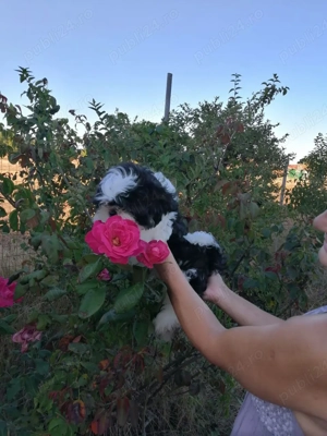 Băiețel shih tzu - imagine 4