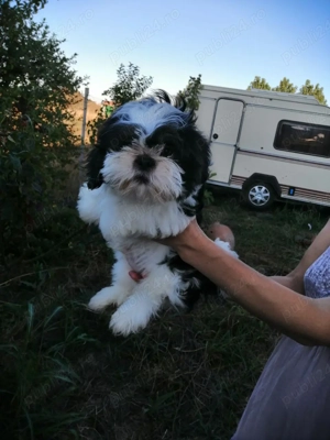 Băiețel shih tzu - imagine 2