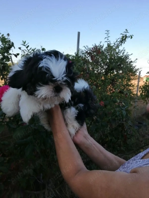Băiețel shih tzu