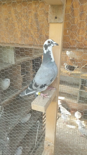 Ocazie! Vand femela si mascul voiajor sport, 2025, Gaby Vandenabeele! - imagine 3