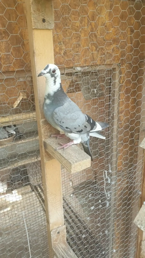 Ocazie! Vand femela si mascul voiajor sport, 2025, Gaby Vandenabeele! - imagine 2