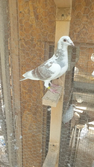 Ocazie! Vand femela si mascul voiajor sport, 2025, Gaby Vandenabeele! - imagine 4