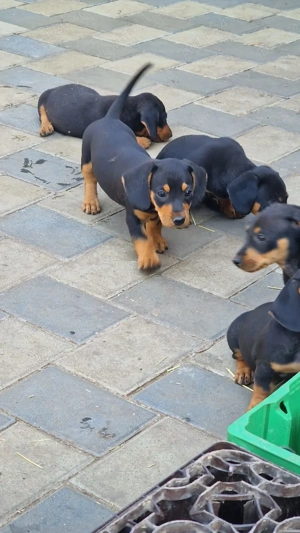 Catei rasa Teckel! - imagine 3 Catei rasa Teckel! - imagine 3