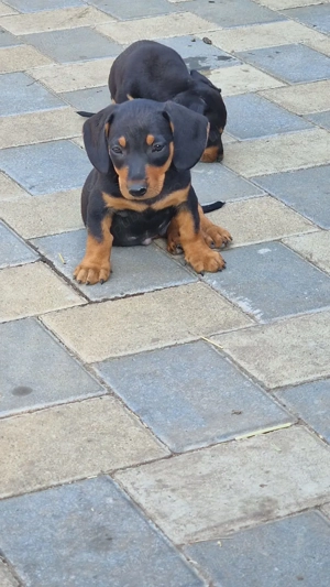 Catei rasa Teckel! - imagine 2 Catei rasa Teckel! - imagine 2