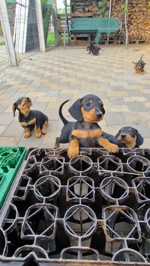 Catei de vanzare Teckel! - imagine 2 Catei de vanzare Teckel! - imagine 2