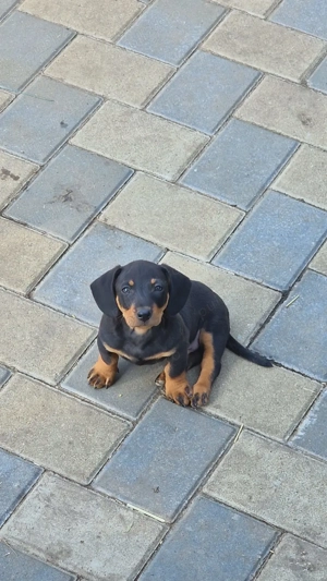 Catei rasa Teckel! - imagine 4 Catei rasa Teckel! - imagine 4