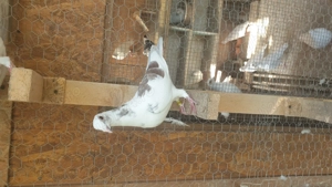 Ocazie! Vand femela si mascul voiajor sport, 2025, Gaby Vandenabeele! - imagine 5