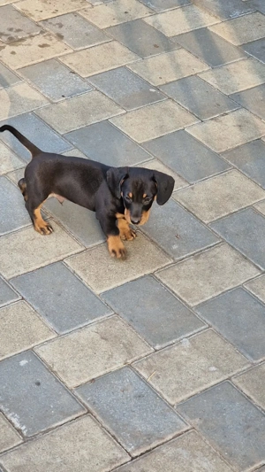 Catei de vanzare Teckel! - imagine 3 Catei de vanzare Teckel! - imagine 3