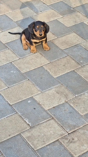 Catei de vanzare Teckel!