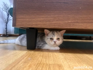 pui british shorthair 