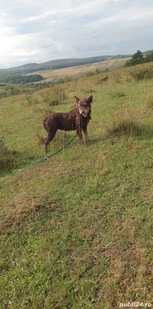 Caini de întors intors