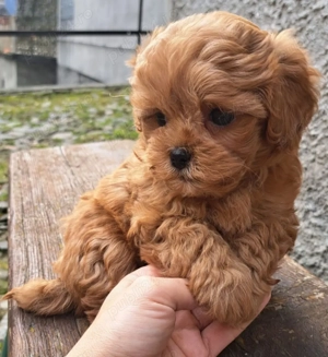 Căței Maltipoo disponibili imediat.  Asigur transport  - imagine 10