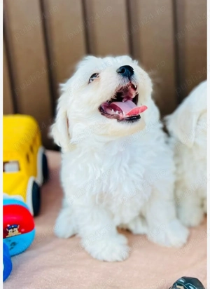 Căței Maltipoo disponibili imediat.  Asigur transport  - imagine 6