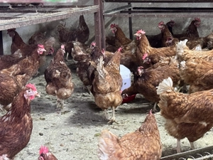 Puicuțe ouătoare  - imagine 3