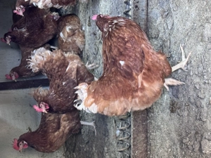 Puicuțe ouătoare  - imagine 2