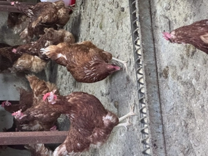 Puicuțe ouătoare  - imagine 5