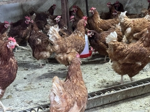 Puicuțe ouătoare  - imagine 4