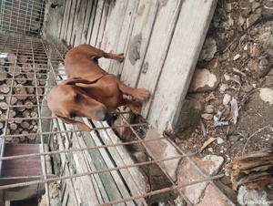 Vând mascul teckel  - imagine 4 Vând mascul teckel  - imagine 4