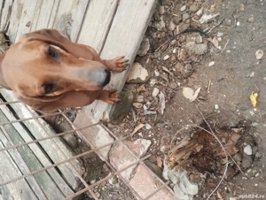 Vând mascul teckel  - imagine 5 Vând mascul teckel  - imagine 5