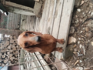 Vând mascul teckel  - imagine 2 Vând mascul teckel  - imagine 2