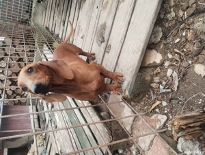 Vând mascul teckel  - imagine 3 Vând mascul teckel  - imagine 3