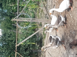 păsări de vânzare  - imagine 2 păsări de vânzare  - imagine 2