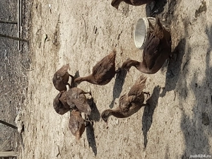 păsări de vânzare