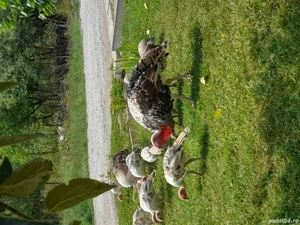 păsări de vânzare  - imagine 3 păsări de vânzare  - imagine 3