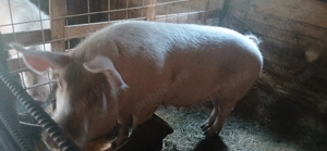 Scroafa de vânzare are in jur de 160 170 kg - imagine 3