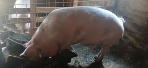 Scroafa de vânzare are in jur de 160 170 kg