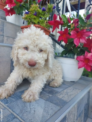 Lagotto romagnolo baiat disponibil  - imagine 2