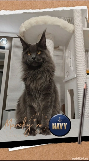 Pui pisica rasa  Maine Coon - imagine 2