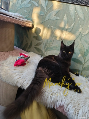 Pui pisica rasa  Maine Coon - imagine 3