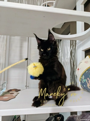 Pui pisica rasa  Maine Coon - imagine 4