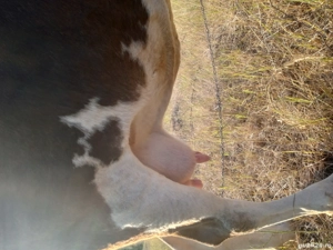 vand vaca  - imagine 2 vand vaca  - imagine 2