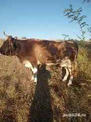 vand vaca  - imagine 4 vand vaca  - imagine 4