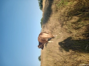 vand vaca  - imagine 3 vand vaca  - imagine 3