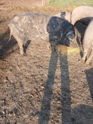 Vând purcea pentru sacrificat  - imagine 2