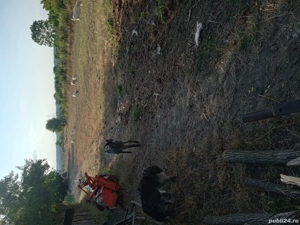 vand capre - imagine 3 vand capre - imagine 3