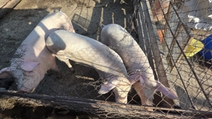 Vând porci 120-180 kg