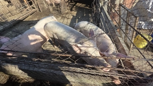 Vând porci 120-180 kg - imagine 2 Vând porci 120-180 kg - imagine 2