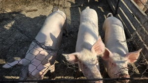 Vând porci 120-180 kg - imagine 3 Vând porci 120-180 kg - imagine 3