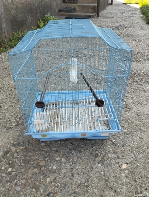 colivie papagali  - imagine 5