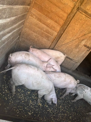 Vând purcei de 5 luni 