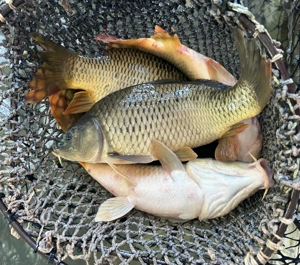 Crap și fitofag acvacultură România  - imagine 2